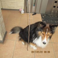 小次郎と動物－カササギ（鵲）－