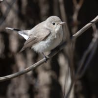 ほっこり