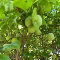 ６/６（金）、６/７（土）２０２５　梅採り大作戦です！　&　この木は　なぁに？