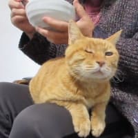 水田に肥料撒き