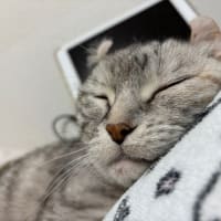 20250513の猫たちと時々犬