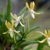 鉢植えのフウラン（３） 「黄鳳」