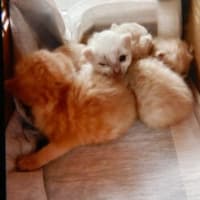 生後14日の子猫4匹を保護、南栗橋