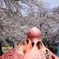 家の近所の桜