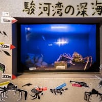 淡島水族館2Fの生き物 FILE:9　ウニの水槽