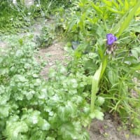 ルバーブ苗植えます