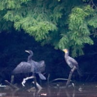 カワウさん「今日は暑くなりそうだね。翼🪶はよく乾くけど。」