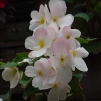118/花（ベコニア）
