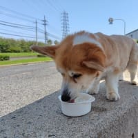 あまりの暑さに・・・