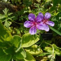 井頭公園の花ちょう遊館３