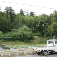 残りの写真を