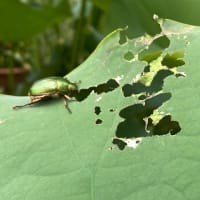 7月14日　蓮の花が開花、