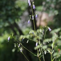 お盆前に六甲高山植物園へ（PartⅢ）