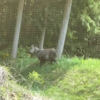 カモシカ
