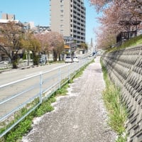 関屋分水の桜４