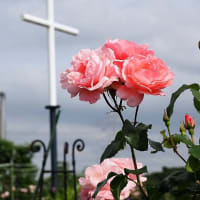 バラと十字架～シャロンのバラ園