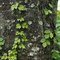 ★移転先のブログ更新中（低山の花や植物）　2025
