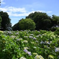 赤堀花しょうぶ園・荻窪公園アジサイの丘