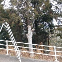 今日もケヤキの剪定は続く。