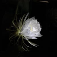 月下美人