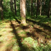2025年7/6　山野草の森の整備