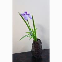初夏の紫の花を頂く・其三│花信