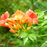 「相模原麻溝公園」では「ノウゼンカズラ」がオレンジの花を！！