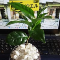 観葉植物としてのコーヒーノキ