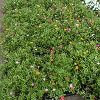 夏のお花に