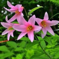 #1,117　高清水のひめさゆり見頃