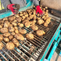 澱原馬鈴薯掘り始まる🚜🥔