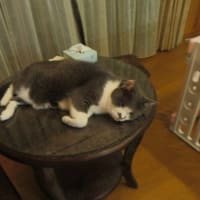 蓼科だより１　無事山の家へ到着しました
