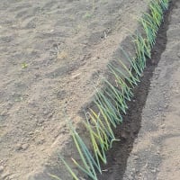 畑が砂漠になりそう