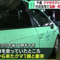 北海道で熊がタクシーに打つかる