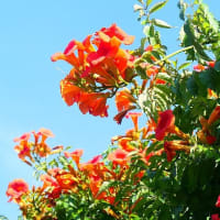 夏至～夏空に向かって咲く花