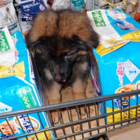 ジャーマンシェパードドッグ　長毛犬