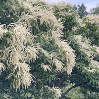 栗の花