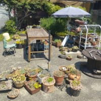 🐖🏡5月15日✨11時過ぎより営業します🚩