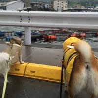 カッパ