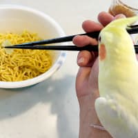 マルちゃん ペペロンチーノ味焼そば！