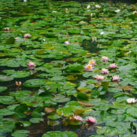 観音ヶ池のスイレン