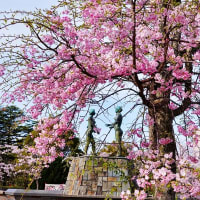 米子桜まつり　湊山公園最終章　4月10日