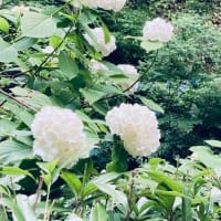 鎌倉のあじさいを見に