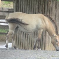 蒸し暑いからか来園者・動物の姿少ない多摩動物公園