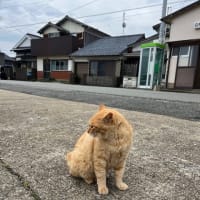 離島100巡り　39/100  相島（福岡県新宮町）