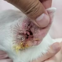 梅雨、高温多湿、皮膚病、外耳炎の時期。と、また値上げ・・・。