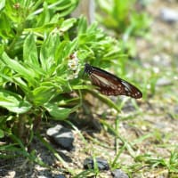 姫島のアサギマダラ