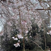 岩間「愛宕山の桜」が綺麗です！