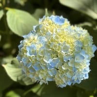 ◆  ホタルブクロ