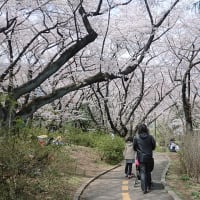 三ツ沢公園・桜